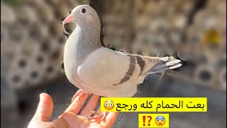 بعت الحمام وبعد شهر رجع ‏وأنتج🕊️🐣😧#حمام_زاجل