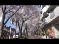 【４k高画質動画】東京文京区播磨坂の桜並木 2015 2