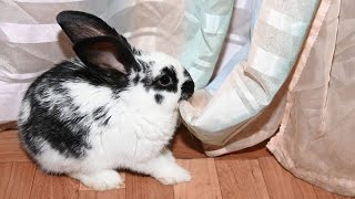 Why Your Pet Rabbit Chews Everything + How to Stop It