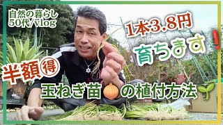 【半額🉐玉ねぎ苗🧅の植付け方法 #823】半額でも育ちます🎶 #家庭菜園 #50代 #半額 #玉ねぎ栽培