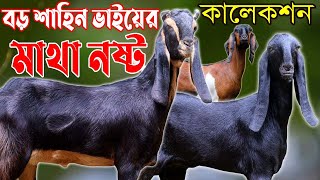 শাহিন ভাইয়ের সর্বোচ্চ কমদামে সর্বোচ্চ মানের বিভিন্ন জাতের সুপার ছাগলের কালেকশন দেখুন |Goat Farming