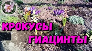 КРОКУСЫ и ГИАЦИНТЫ | Обзор клумбы