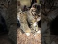 #cat #cuteanimal #catmusic #cutecat #catlover #catvideos #catshortsfunny