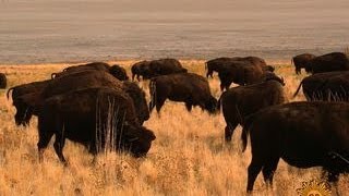 Nature: Bison