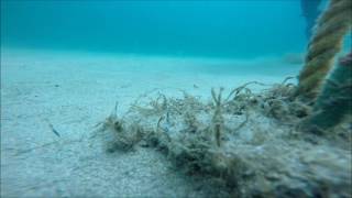 ダイビング　福岡　恋の浦