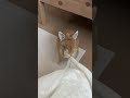 カメラに映したい飼い主vs映らせない猛獣うさぎ　 うさぎ rabbit funny animal