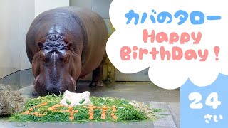 【福岡市動物園】カバのタロー24歳の誕生日！