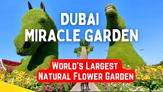 Dubai Miracle Garden | World’s Largest Natural Flower Garden | Out and About