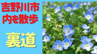 吉野川市内を散歩|裏道