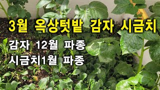 옥상텃밭작물 감자심기, 시금치심기, 3월텃밭작물, 5월감자수확방법