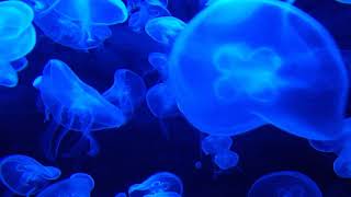 Jellyfish Aquarium ~ Quiet Sounds for Sleeping, Study, Meditation and Yoga  Screensaver • 30 minutes