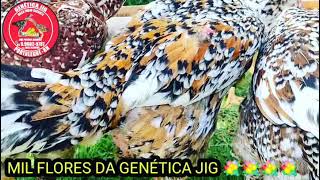 AS GALINHAS ÍNDIO GIGANTES MAIS LINDAS DO MUNDO ESTÃO NA GENÉTICA JIG.