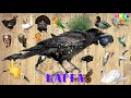 Құстар Птицы birds