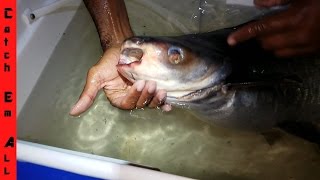 ZOMBIE FISH Freshwater SHARK! Catch of a LIFETIME!