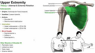 Muscles of Shoulder External \u0026 Internal Rotation