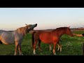 ЛОШАДИ🐎 ЖЕРЕБЕЦ СУЛТАН И МАШКА ВСТРЕТИЛИСЬ