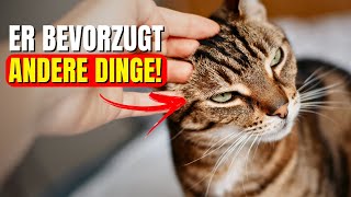 8 Dinge, die Ihre Katze mehr liebt als Zuneigung zu empfangen! SIE WERDEN ÜBERRASCHT!