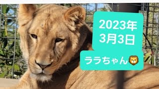 2023年3月3日🦁ララちゃん😻いしかわ動物園　#とべ動物園 #旭山動物園 #ライオン #animals #Lion　#イオちゃん