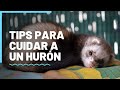 Cuidados que debes tener con un hurón como mascota