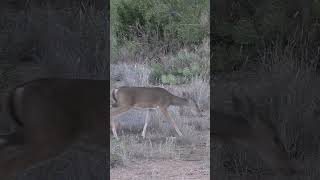 454 Casull vs. Whitetail Doe