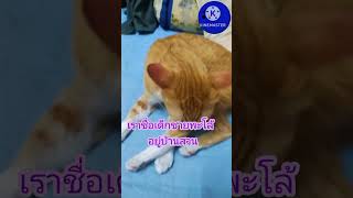 น้องแมวเป็นความผูกพัน พะโล้น่ารักมากครับ#ความสุข #cat #แมวน่ารัก#สัตว์โลกน่ารัก