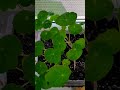 nasturtium seeds sprouts growingup 새싹 씨앗 식용꽃 한련화꽃말_애국심 shorts