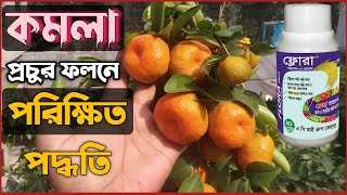 কমলার প্রচুর ফুল আনার পরিক্ষিত পদ্ধতি।