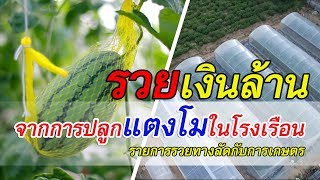 รวยเงินล้านจากการปลูกแตงโมในโรงเรือน | รวยทางลัดกับการเกษตร (2/3)