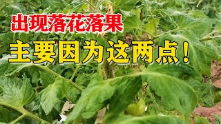 如何避免落花落果，尤其是在冬季大棚种植！【付老师种植技术团队官方频道】