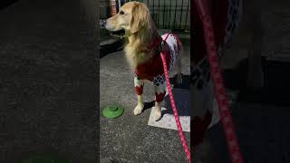 【ゴールデンレトリバー】大型犬　散歩で満足したゴールデンの笑顔はこちらです　＃shorts