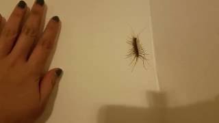 My House Centipede: Stan the Man