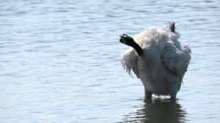 埃及聖䴉捕魚-鰲鼓濕地賞水鳥-(1)