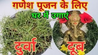 गणेश पूजन के लिए दूर्वा घास घर में ही उगाएं Durva Grass