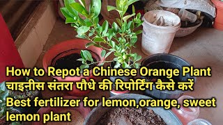 How to Repot a Chinese Orange Plant चाइनीस संतरा पौधे की रिपोर्टिंग कैसे करें fertilizer for plant