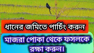 ধানের জমিতে পার্চিং করে,মাজরা পোকা থেকে ফসলকে রক্ষা করুন।