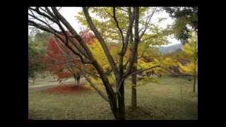 雨上がりの紅葉の森　④　福智山ろく花公園　福岡県直方市永満寺