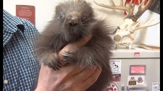 Meet Lander the ZooMontana porcupine on Montana This Morning