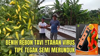 PERSIAPAN TANAM CABAI REBON TAVI!!TIPE TEGAK SEMI MERUNDUK TAHAN VIRUS