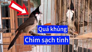 Tuyển được bé chào mào trong dân cực đẹp . Đầu mặt khủng , lật vắt , giọng gắt .