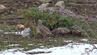 Keklik Avı (Bağlı) - الحجل طائر - куропатка - partridge