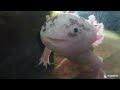 the captivating axolotl