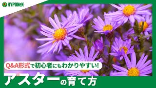 ☘191：【Q\u0026A】アスターの育て方｜花を長く咲かせるコツは？摘心や切り戻し、水やりや肥料などの管理方法もご紹介