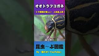 【昆虫図鑑】オオトラフコガネ「トラ模様」でお花に「潜る」のが好き。世界的に人気！#sdgs #クワガタ #insects #オオクワガタ #カブトムシ #昆虫図鑑 #mukbang #コガネムシ