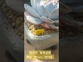 새식구 라우이 봄햇살에 백분이 뽀샤시 멋져요 다육이 다육식물 다육이키우기 succulent 多肉植物 shorts