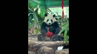 雅一的偏爱全给了红球球#大熊猫 #萌宠 #广州动物园 #雅一 #panda #来这吸熊猫 #一方水土养一方熊猫