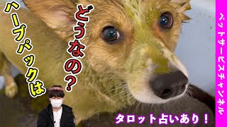 犬のハーブパックはどうなの？？