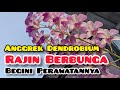 Jangan Salah Rawat! Begini Caranya Anggrek Dendrobium Rajin Berbunga