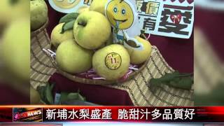 20150811 新埔水梨盛產 脆甜汁多品質好