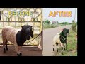 𝙨𝙝𝙚𝙚𝙥 𝙩𝙧𝙖𝙣𝙨𝙛𝙤𝙧𝙢𝙖𝙩𝙞𝙤𝙣. 𝘽𝘼𝙂𝙀𝙀𝙍𝘼 🔥❤ ||#karnataka #sheep #transformation #sheeplover #viralvideo#like