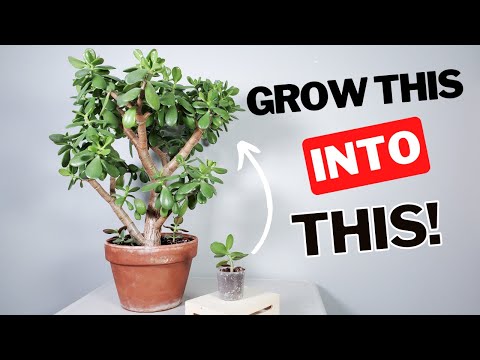 how to grow a LARGE jade plant